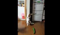  آرام برس : بالفيديو..... لماذا تخاف القطط من الخيار